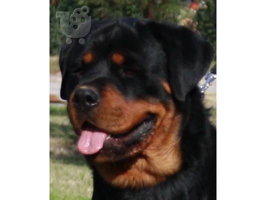 Rottweiler κουτάβι